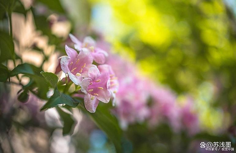 秦霄贤个人资料及年龄 秦霄贤个人资料及年龄