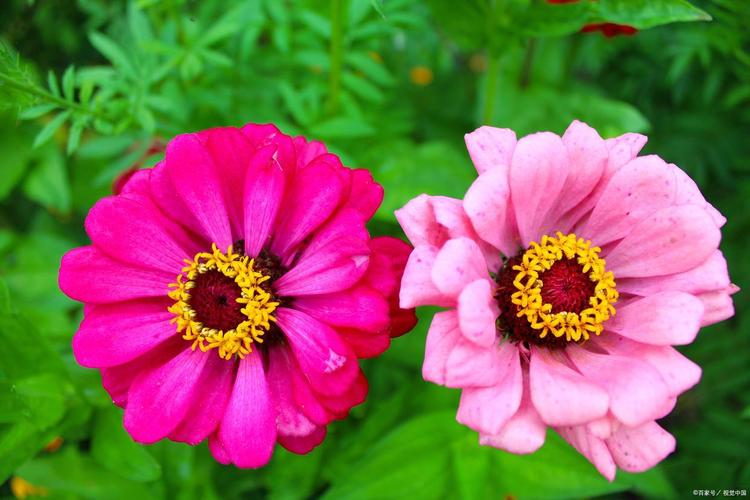 长期熬夜慢性失眠的危害 长期熬夜慢性失眠的危害